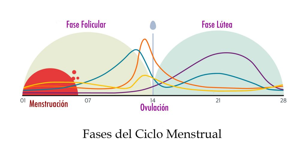 Ciclo Menstrual Y Sus Fases 4937